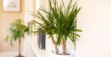 21 Plantes d’intérieur