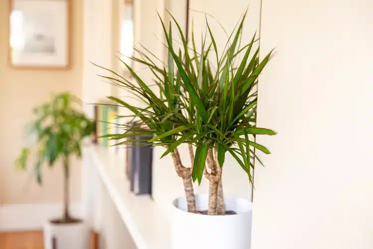 21 Plantes d’intérieur