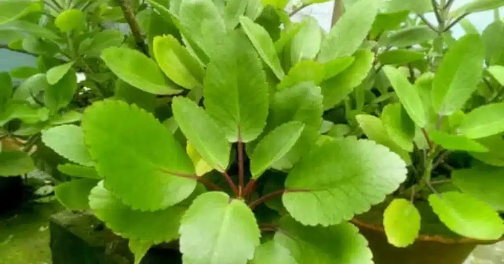 Bryophyllum pinnatum 7 faits incroyables sur la “Feuille de Vie” 2 Bryophyllum pinnatum