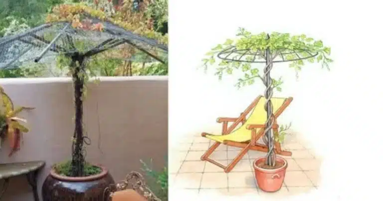 Tuteur Parapluie : Le Guide DIY Incroyable en 5 Étapes Faciles