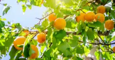 planter un abricotier