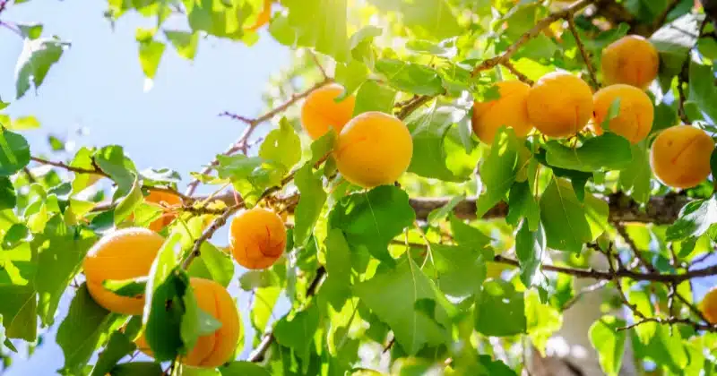 planter un abricotier