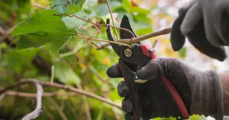 Comment et quand tailler une vigne