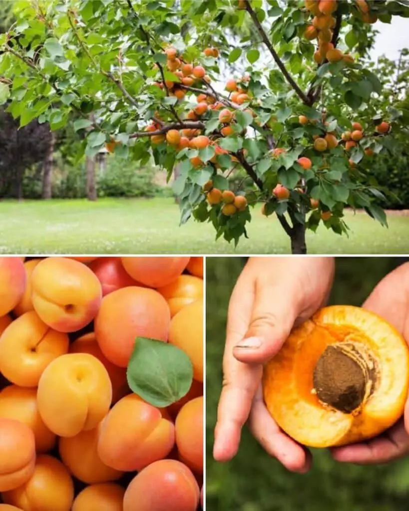 planter un abricotier