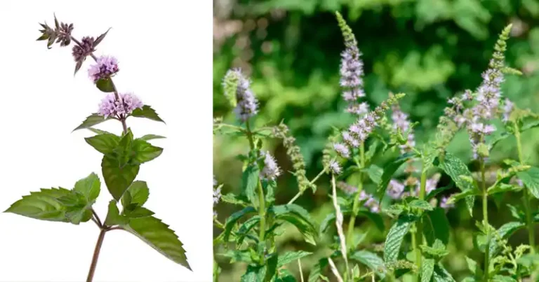 Le pouvoir secret des fleurs de menthe : 15 bienfaits surprenants et comment les utiliser à la maison