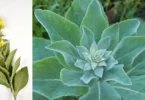 feuilles de molène