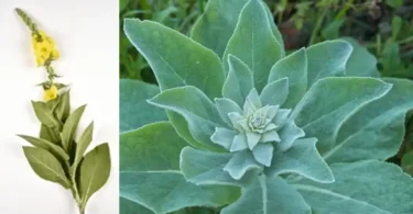 feuilles de molène