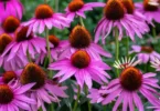 Échinacée (Coneflower)