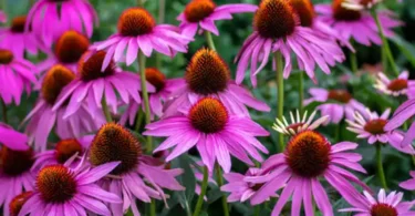 Échinacée (Coneflower)