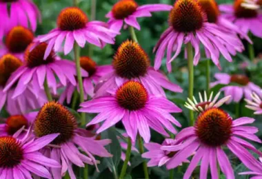 Échinacée (Coneflower)