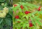 baies rouges
