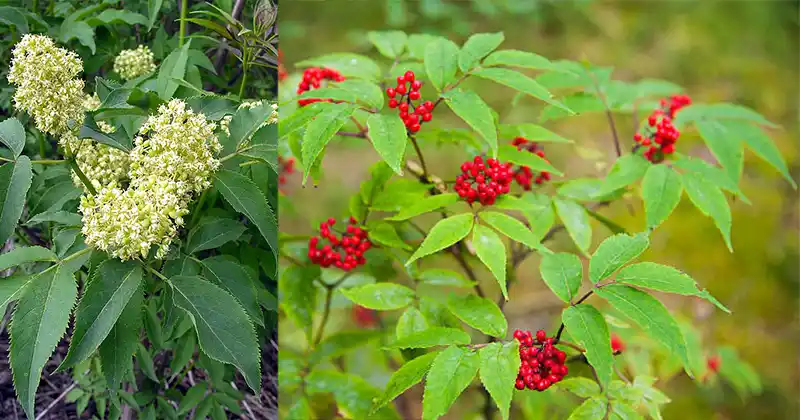 Sureau à baies rouges (Sambucus racemosa) : 30 bienfaits surprenants et comment l'utiliser 2 baies rouges