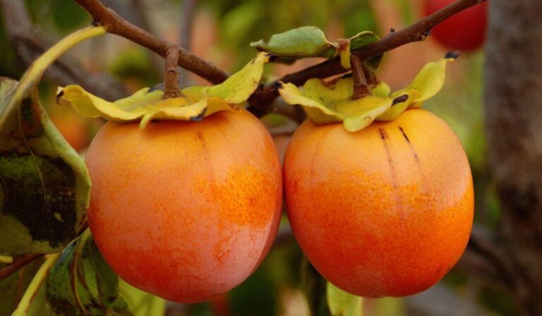 Comment faire pousser des kakis à partir de graines