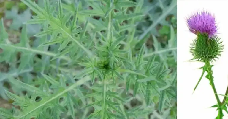 Chardon taureau (Cirsium vulgare) : une plante sauvage aux bienfaits surprenants