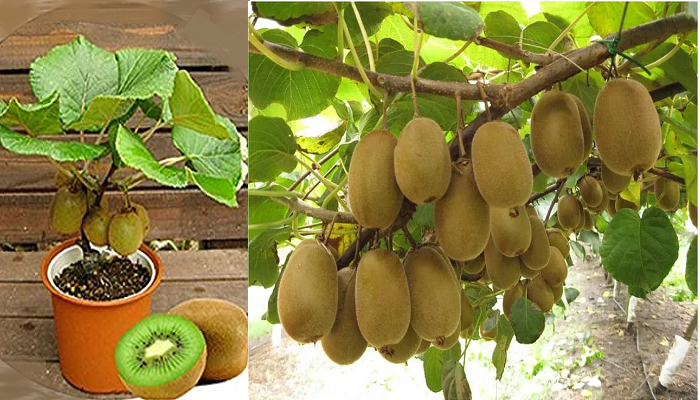 Comment planter un kiwi dans un pot – étape par étape (plus facile que vous ne le pensez)