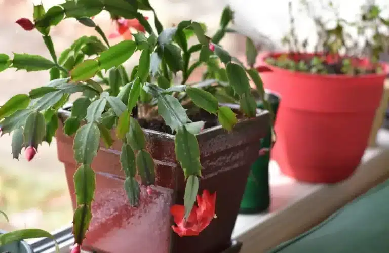 5 Points Essentiels à Vérifier Avant d’Acheter un Cactus de Noël