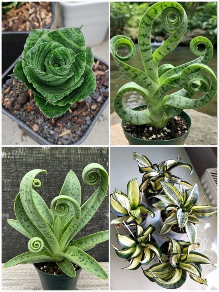 Comment rendre une plante serpent plus pleine sans rempotage ? Essayez ces astuces faciles !