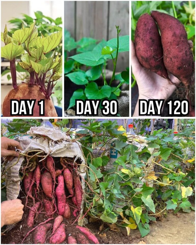 7 erreurs à éviter lors de la plantation de patates douces