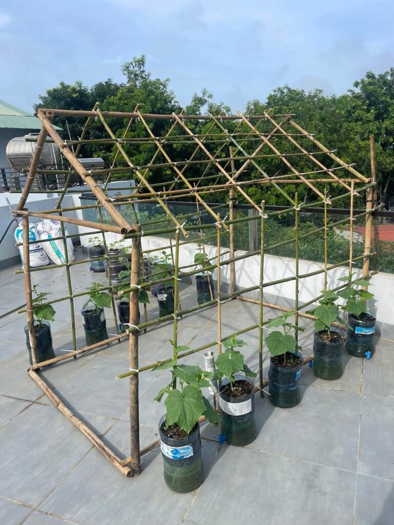 15 idées de treillis de concombre à faire soi-même pour maximiser le potentiel de votre jardin