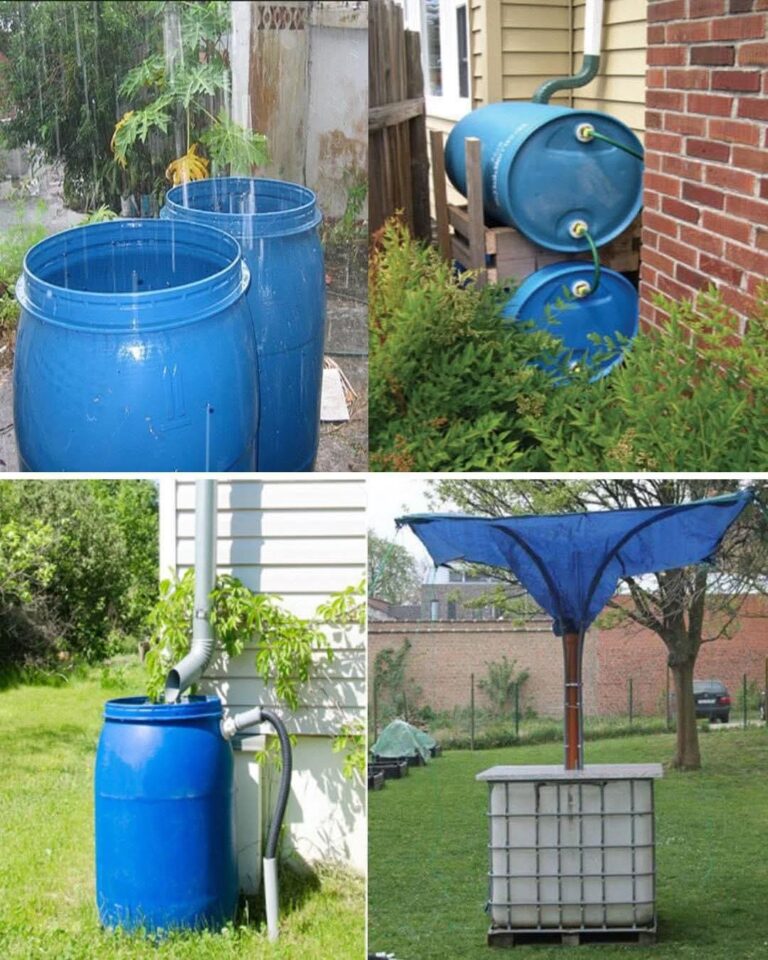 19 idées de collecte d’eau de pluie fonctionnelles, belles et faciles à construire