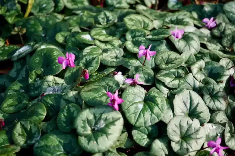 30 Fleurs et plantes intemporelles pour les zones ombragées