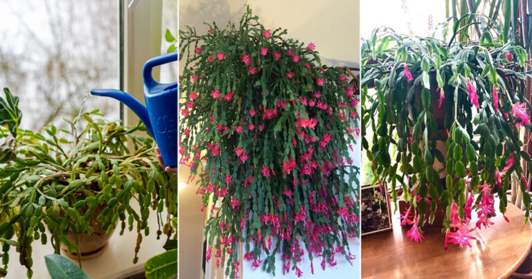 Astuces pour cultiver un cactus de Noël plus touffu