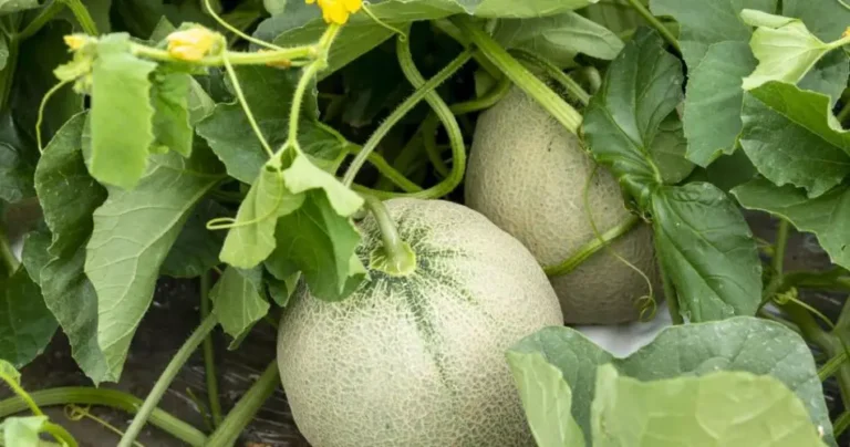 10 conseils pour cultiver et récolter des melons juteux et délicieux