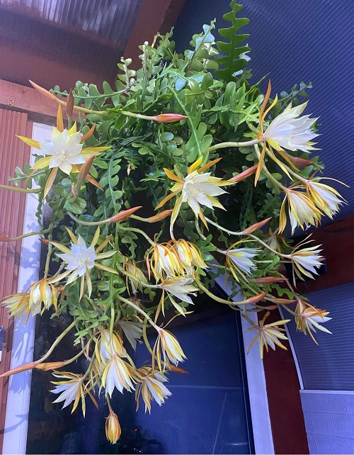 10 astuces pour faire fleurir rapidement un cactus arête de poisson