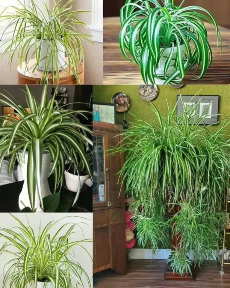 La plante araignée : le végétal idéal pour sublimer votre intérieur, facile à entretenir et riche en bienfaits exceptionnels