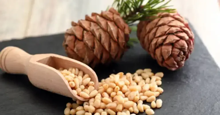 Le pouvoir caché des pignons de pin : bienfaits, force nutritionnelle et comment les utiliser