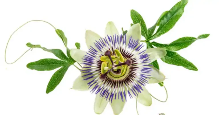 Le pouvoir de la passiflore : pourquoi cette plante douce mérite une place dans votre maison