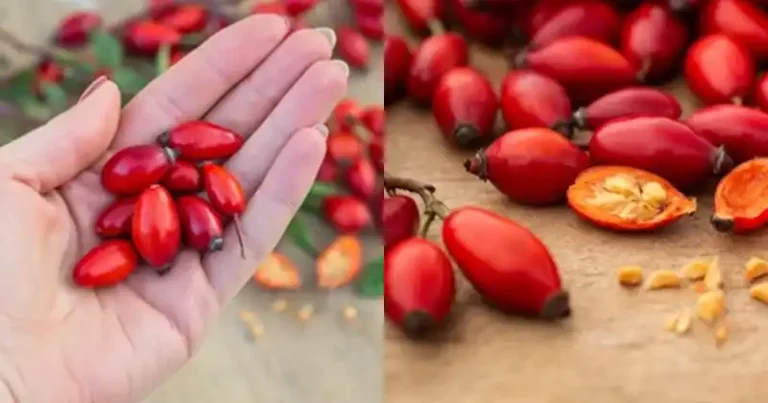 Le pouvoir caché de l’églantier (Rosa canina) : 10 bienfaits surprenants pour la santé et comment l’utiliser