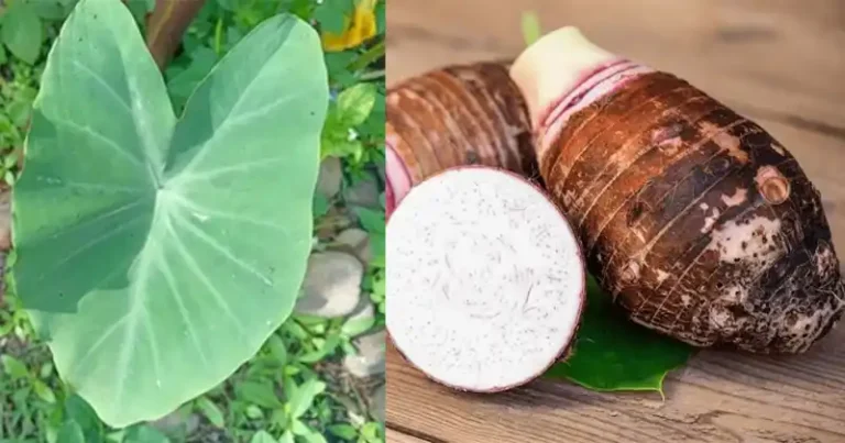 Taro (Colocasia esculenta) : le pouvoir de sa racine et au-delà