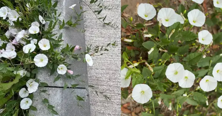 Cette belle fleur trouvée dans la plupart des jardins peut être dangereuse pour les personnes et les animaux domestiques