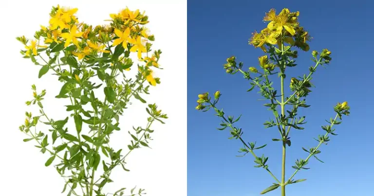 30 bienfaits surprenants de l’Hypericum perforatum (St. Millepertuis) et comment l’utiliser à la maison