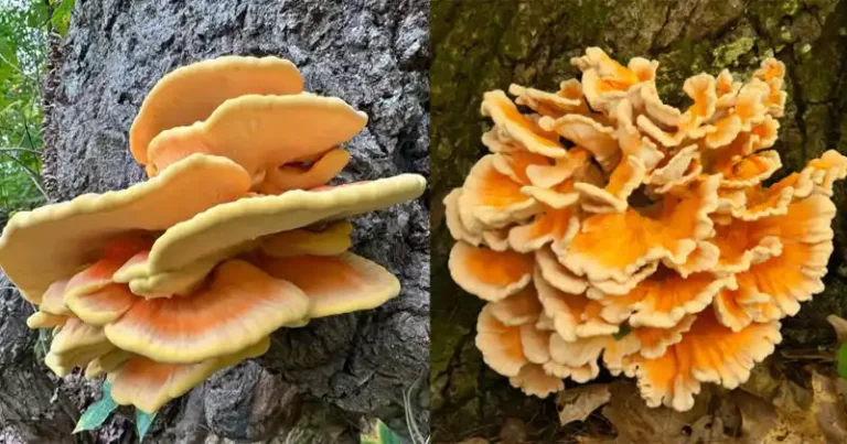Poulet des bois (Laetiporus sulphureus) : un champignon sauvage à connaître