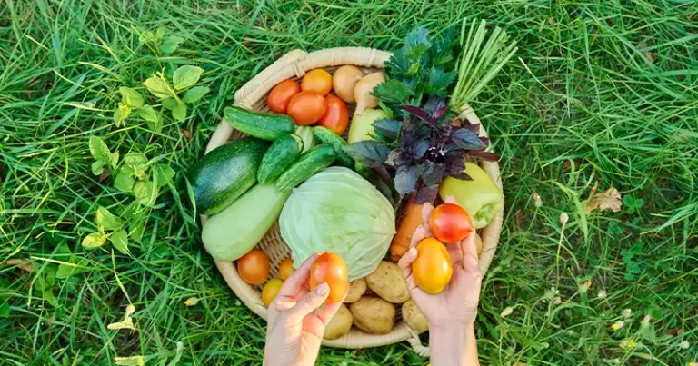 Boostez votre récolte à la fin de l’été et à l’automne avec un engrais au vinaigre simple fait maison