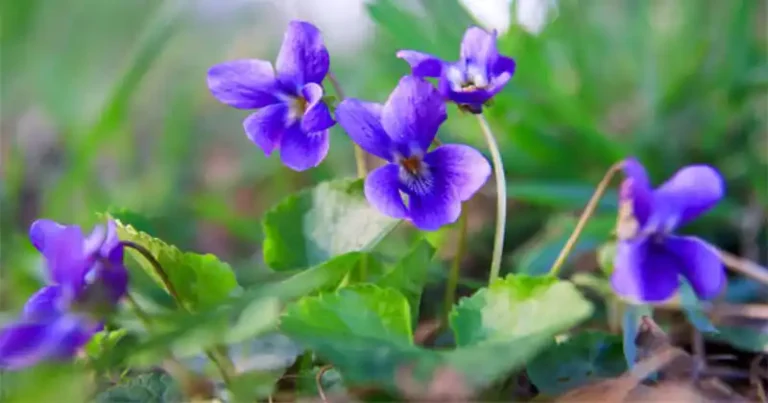 Le pouvoir caché de la violette bleue commune (Viola sororia) et ses utilisations maison
