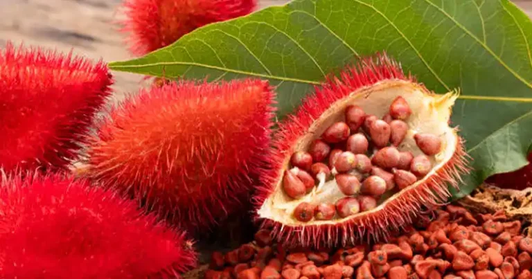 Arbre à rouge à lèvres (Bixa orellana) : puissance, avantages, utilisations et sécurité