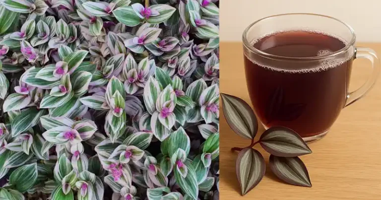 Tradescantia zebrina : la guérisseuse colorée cachée à la vue de tous