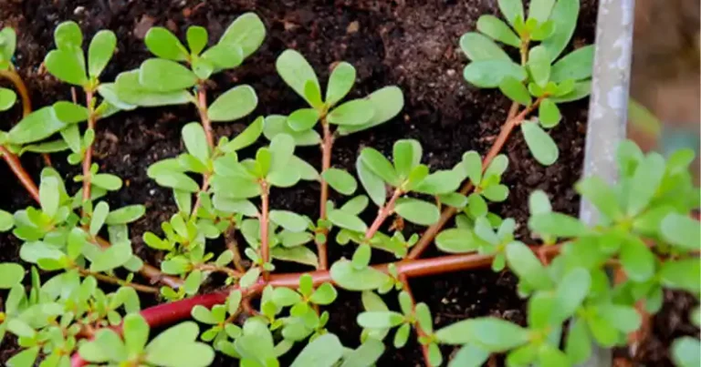 30 raisons puissantes pour lesquelles vous devriez arrêter d’ignorer Purslane