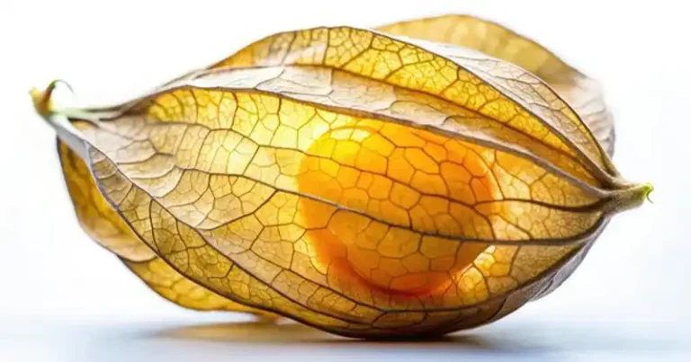Goldenberry Power : 20 bienfaits de Physalis peruviana et comment l’utiliser à la maison