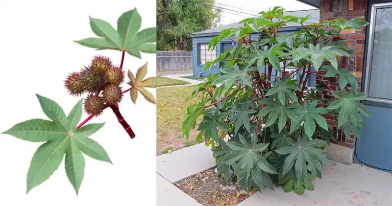 Le pouvoir des feuilles de ricin : le cadeau caché de la nature