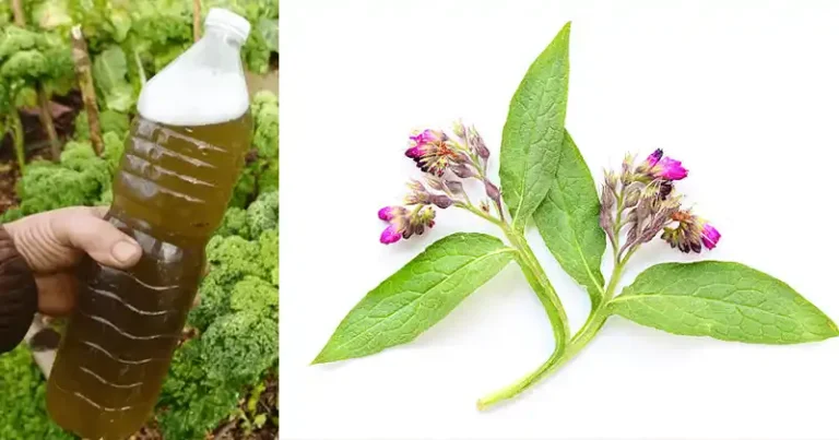 Engrais à la consoude : le booster naturel secret dont votre jardin a besoin