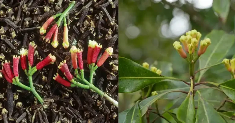 Comment faire pousser des clous de girofle en pots : un guide complet avec des conseils de pro