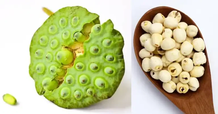 Le pouvoir caché des graines de lotus