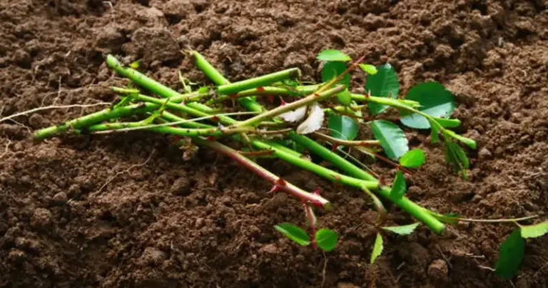 Comment multiplier les roses à partir de boutures : la méthode la plus simple pour un jardin en fleurs