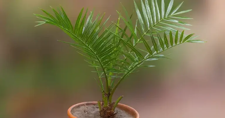 Cultivez des dattiers à partir de graines (commencez en pot plantez en extérieur) : le guide complet et sans stress