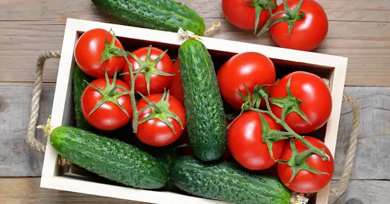 Le spray naturel au lait et à l’iode pour tomates et concombres : un guide pour débutants