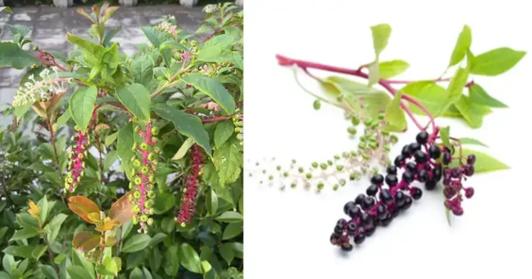 Phytolacca americana (Phytolacca americana) : pourquoi il est important de se tenir à distance de ces plantes toxiques